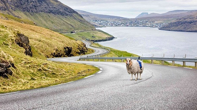 Koyun, Faroe Adaları'nı Google için görüntüledi