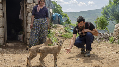 Öksüz kalan ikiz yaban keçileri 'Munzur' ve 'Dersim' besici aileye emanet