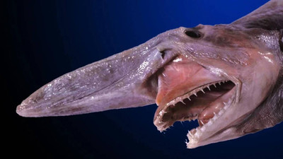 Tayvan'da 'tarih öncesi tür' olarak nitelenen 800 kilogramlık goblin köpek balığı ağlara takıldı