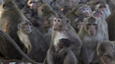 BBC araştırması maymunlara işkence yapan küresel çeteyi ifşa etti