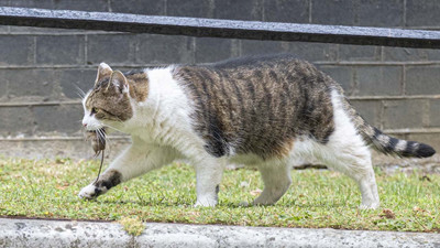 İngiltere: Başbakanlık Ofisi'nin maskotu 'Larry' fare yakalarken görüntülendi