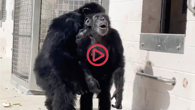 29 yaşındaki şempanzenin gökyüzünü ilk kez gördüğü görüntüler viral oldu