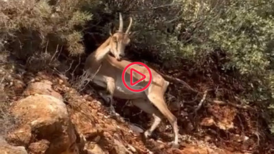 Antalya'da yol kenarında iki dağ keçisi görüntülendi