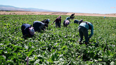 Yozgat’ta mevsimlik tarım işçilerinin sayısı ulaşım giderinin yüksek olması nedeniyle düştü