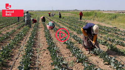 Van'da tarım işçisi kadınlar: 12 saat çalışıyoruz, kazancımız yetmiyor