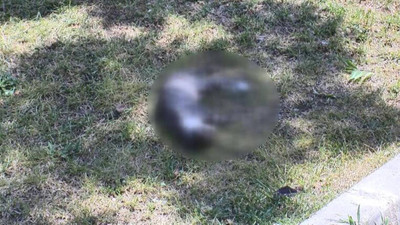 Bayrampaşa'da parkta iki yavru kedinin zehirlendiği iddiası: Ağzı dili olmayanlardan ne istiyorlar