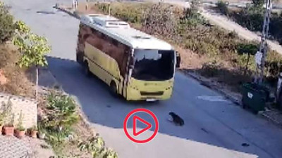 Tuzla'da İETT otobüsü yolda yatan köpeği ezdi