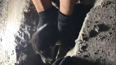 Kanalizasyon borusunda mahsur kalan köpek yavrusu kurtarıldı