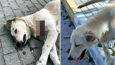 Avcılar'da sokak hayvanları bıçaklanarak öldürüldü