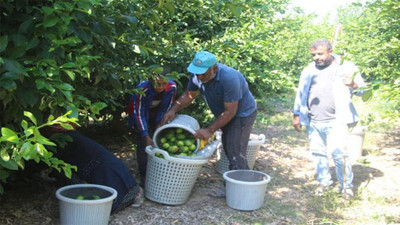 Adana'da toplama maliyetini karşılamayan limon dalında kaldı