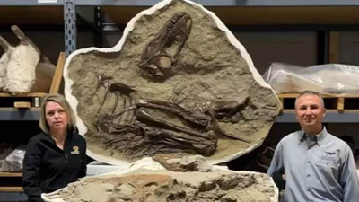 75 milyon yıllık dinozorun son yemeği: Daha küçük iki dinozorun arka ayakları