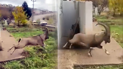 Kazan dairesinde mahsur kalan yaban keçisini binadakiler kurtardı