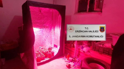 Erzincan'da 'kenevir' gözaltısı: Evinde kenevir yetiştirmek için iklimlendirme sistemi kurmuş