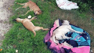 Tarsus'ta zehirli et yedirilen 10 köpek ölü bulundu