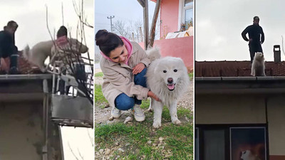 Binanın çatısına çıkan köpek, sahibi gelince indi