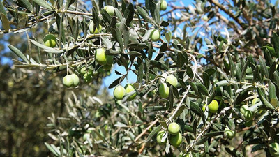 Ulaştırma ve Altyapı Bakanlığı'nın Hatay’daki projesine onay çıktı: Otoyol için zeytin ağaçları kesilecek