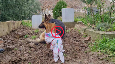 Kaybolduğu sanılan Alman kurdu ‘Poli’ isimli köpek, ölen sahibinin mezarı başında bulundu