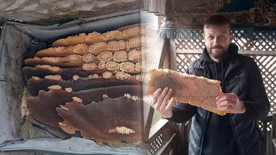 Kovandan 'kaçan' arılar, kullanılmayan bavula bal yaptı