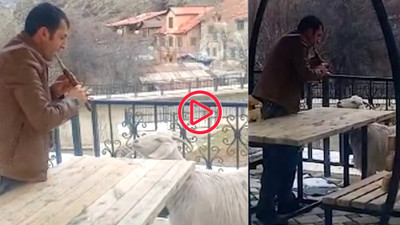Bu kez çoban değil, dolmuş şoförü çaldı: Keçiler mey dinlerken görüntülendi