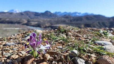 Dersim dağları baharı çağırıyor: Newroz çiçeği açtı