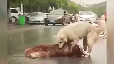 Arkadaşını bırakmak istemeyen köpeğin dramı