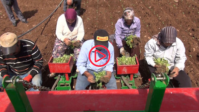 Adıyaman'da tütün ekimi başladı