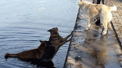 Denize düşen köpeği, ardından atlayan köpek kurtardı