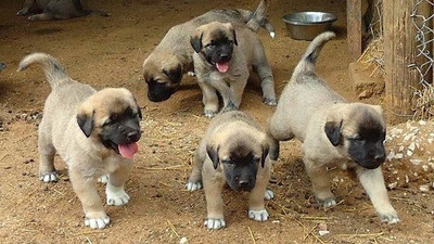 Kangal köpeklerini çalanı bul, arabayı al