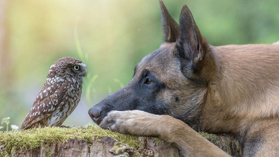 İngo isimli köpek ve can dostu Poldi