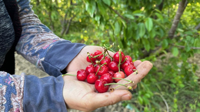 Erkenci kirazın kilosu 2 bin liradan açılış yaptı: Dubai'ye ihraç edilecek