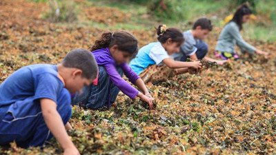 Derinleşen yoksulluğun faturası çocuklara çıktı: Her beş çocuktan biri çalışmak zorunda kaldı