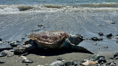 Hatay'da sahilde ölü caretta caretta bulundu