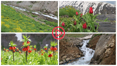 Uludere'den Hakkari'ye uzanan Tanin Dağları'nda bahar renkleri