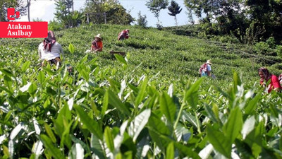 Çay üreticilerinden alım fiyatına tepki: 'Ekmeğimize göz koydular'