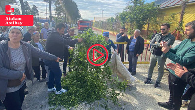 Çay üreticilerinden Kemalpaşa'da eylem: Çaylar fabrika önüne döküldü