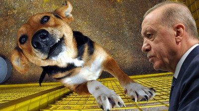 AKP'de 'sokak köpeği' zirvesi: 'Katletme' önerisi de konuşuldu