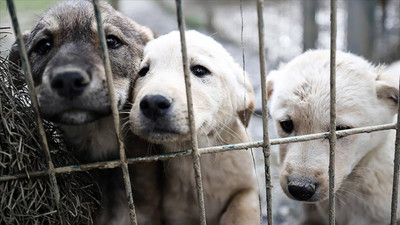 AKP'de 'katletme' önerili zirve sonrası: Anadolu Ajansı köpekleri hedef gösteren haberleri artırdı