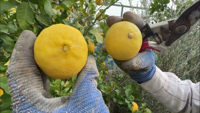 Kendi limonunuzu yetiştirebilirsiniz; Balkonda hızlıca limon yetiştirmenin püf noktaları