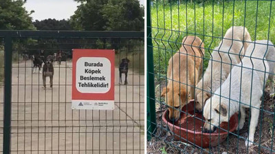 Yeditepe Üniversitesi'nde hayvan karşıtı yönerge: Köpekleri besleyene ceza verilecek