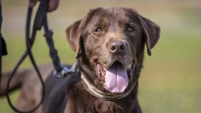 HAYTAP Başkanı Ahmet Kemal Şenpolat'tan köpekleri katletme teklifine tepki: Yasa tasarısı meclise gelirse insanlar ayaklanır