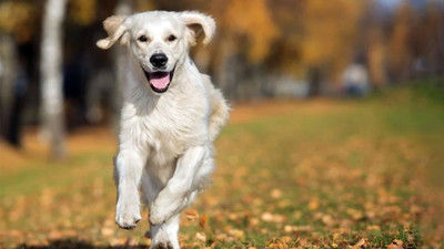 AKP'den köpeklerin katledilmesine yönelik teklifte geri adım sinyali