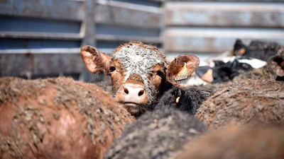 ESK: İthal edilen etlerde salmonella çıktı, imha edilecek