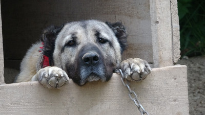 İklim krizi Kangal köpeklerini de etkiledi: Doğum oranı yüzde 50 düştü