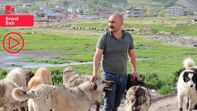 Ömrünü sokakta yaşayan köpeklere adadı: 'Her şeyin nedeni sevgisizlik, katletmeyi vicdan kabul etmez'