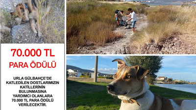 İzmir'de ölen altı köpeği zehirleyen kişinin bulunması için 70 bin TL ödül konuldu