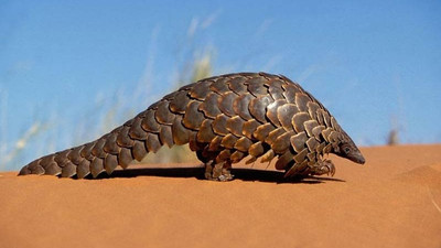 En çok yasa dışı ticareti yapılan hayvan: Pangolin