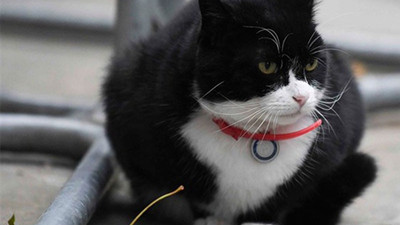 İngiliz Parlementosu kedi Palmerston’un kilolarından rahatsız