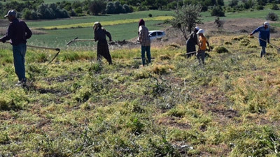 Yozgat'ta hasadı başladı, üretenler zor duruma düştü. Pazarı pek bulunmuyor