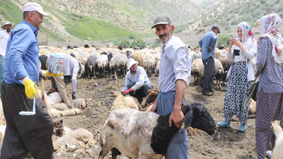 Yüksekova'da koyun kırkma şenliği bir asırdır devam ediyor