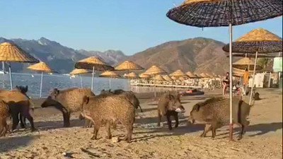 Marmaris'te domuz sürüsü plaja indi